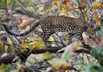 Leopard Female2